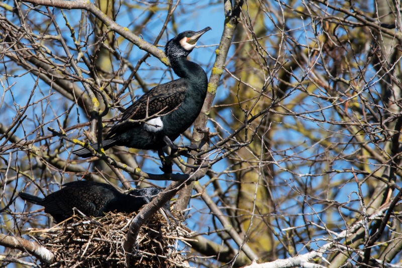 Grand Cormoran au Marquenterre
